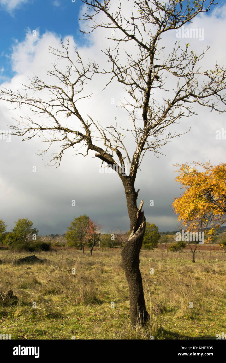 Lonely tree in the wild nature Stock Photo - Alamy