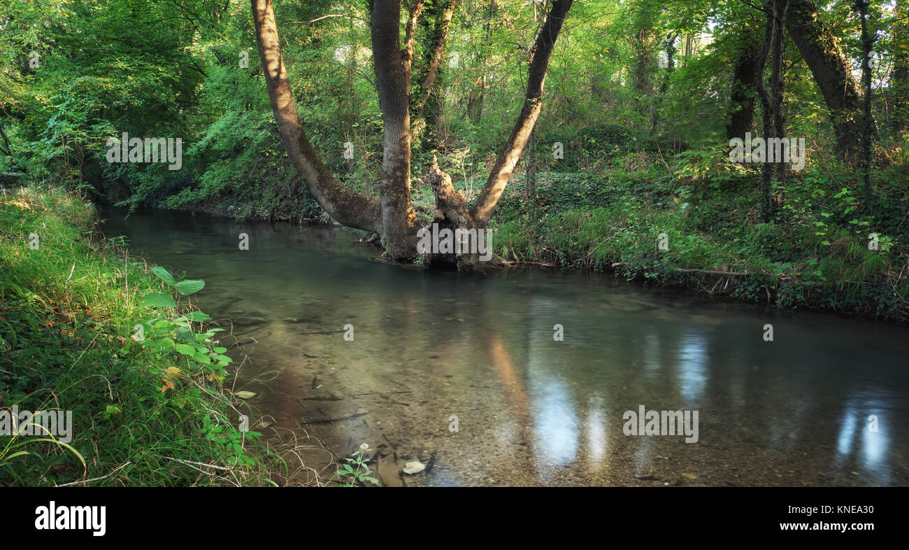 Creek in the forest hi-res stock photography and images - Alamy