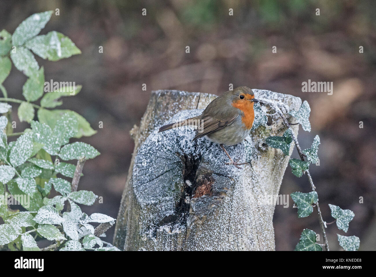 Obins of britain hi-res stock photography and images - Alamy