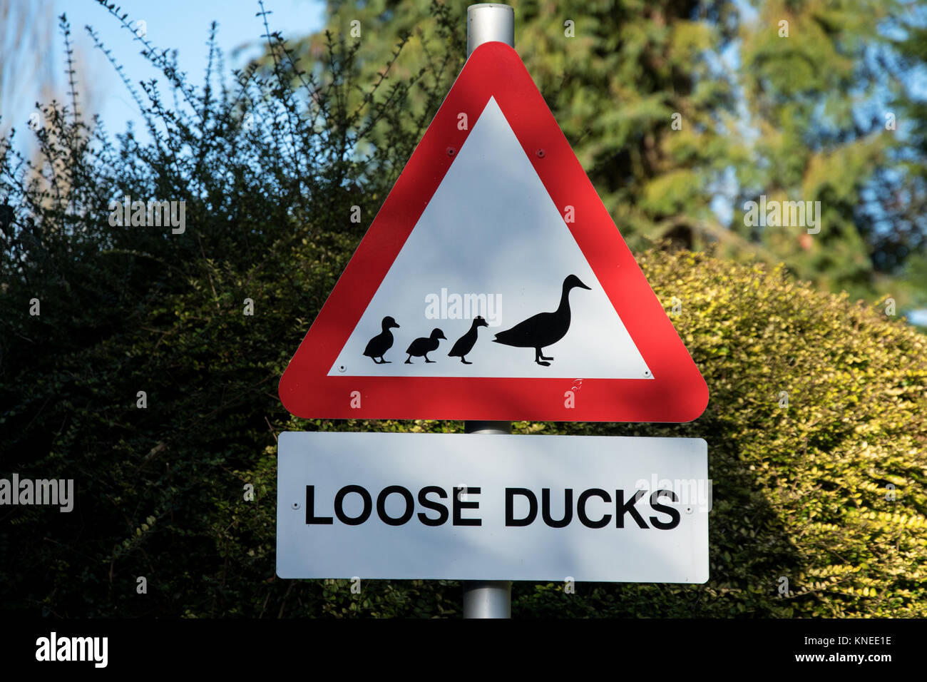 Sign advising of ducks in the area Stock Photo