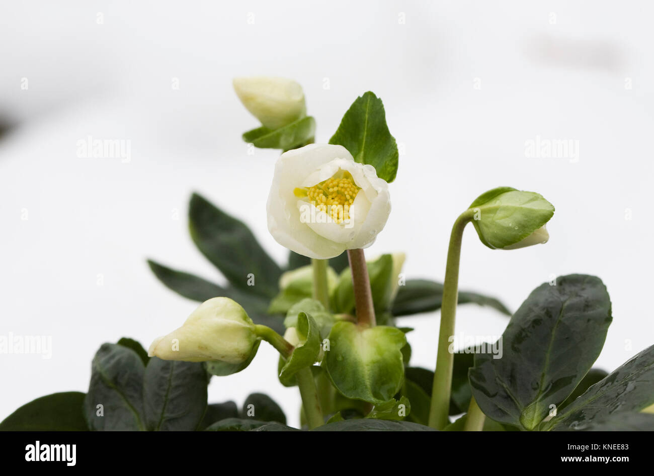 Helleborus niger 'Christmas Carol' flowers. Stock Photo