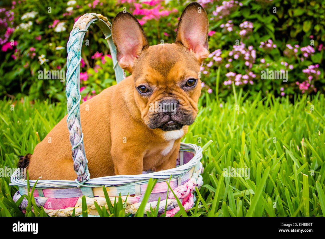French bulldog sitting in a basket in the garden Stock Photo