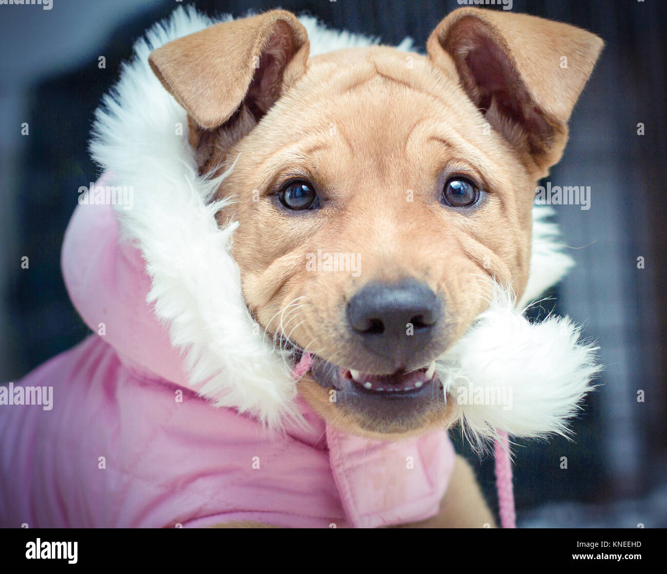American Pit bull Terrier dog wearing a jacket with a fake fur hood
