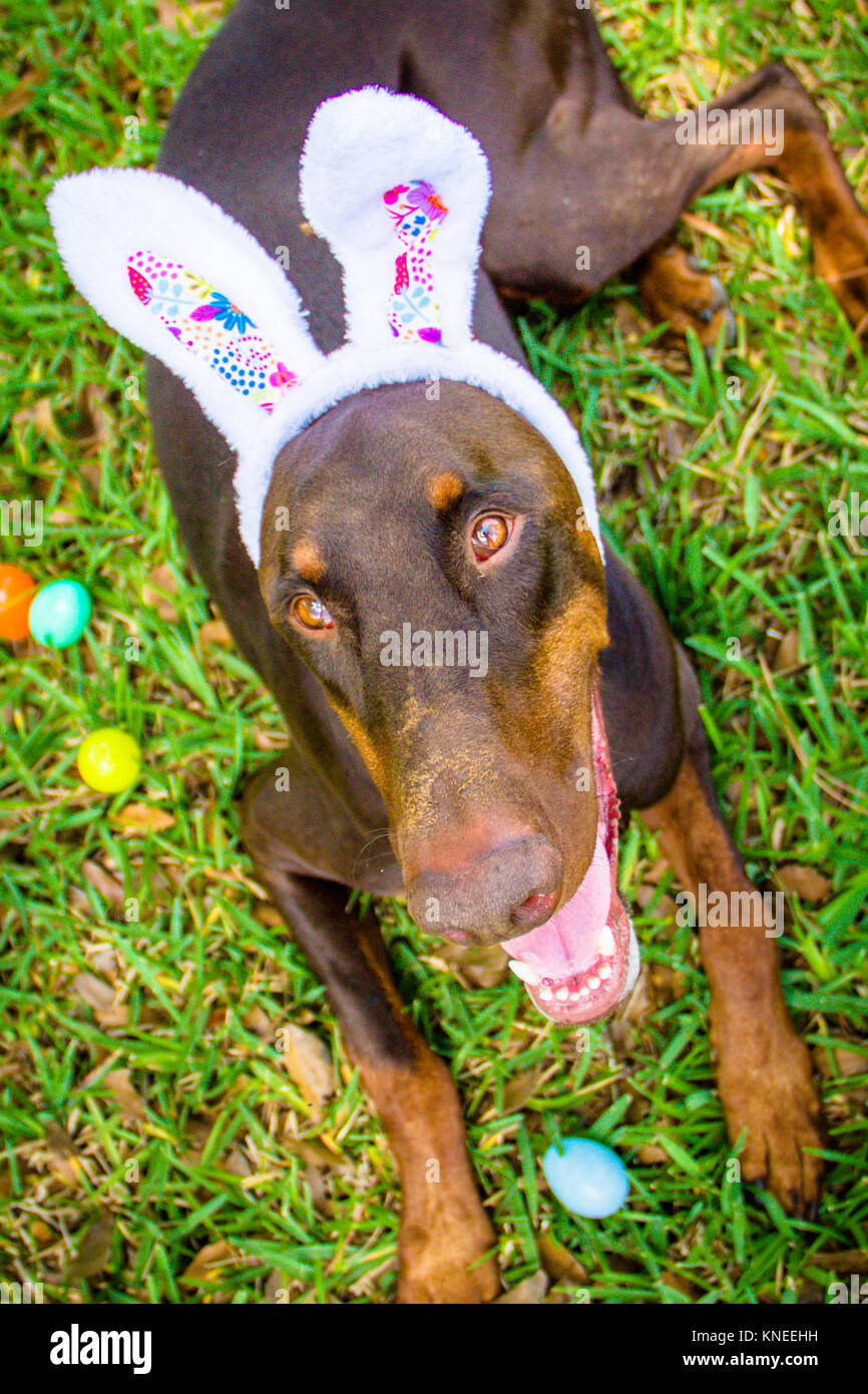 Doberman Pinscher dog wearing rabbit ears Stock Photo