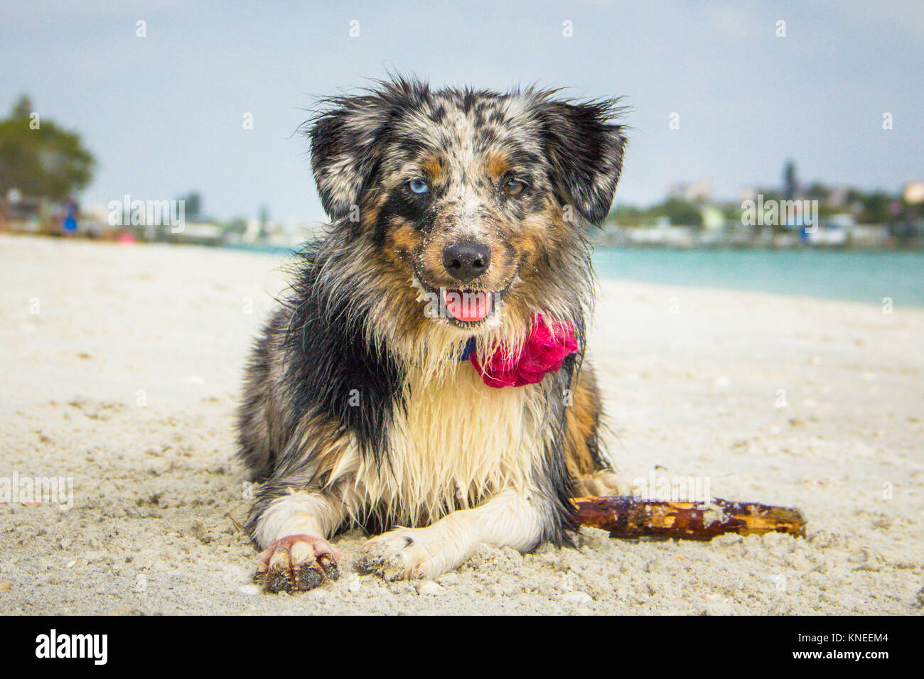 Miniature Australian Shepherd dog lying on beach Stock Photo