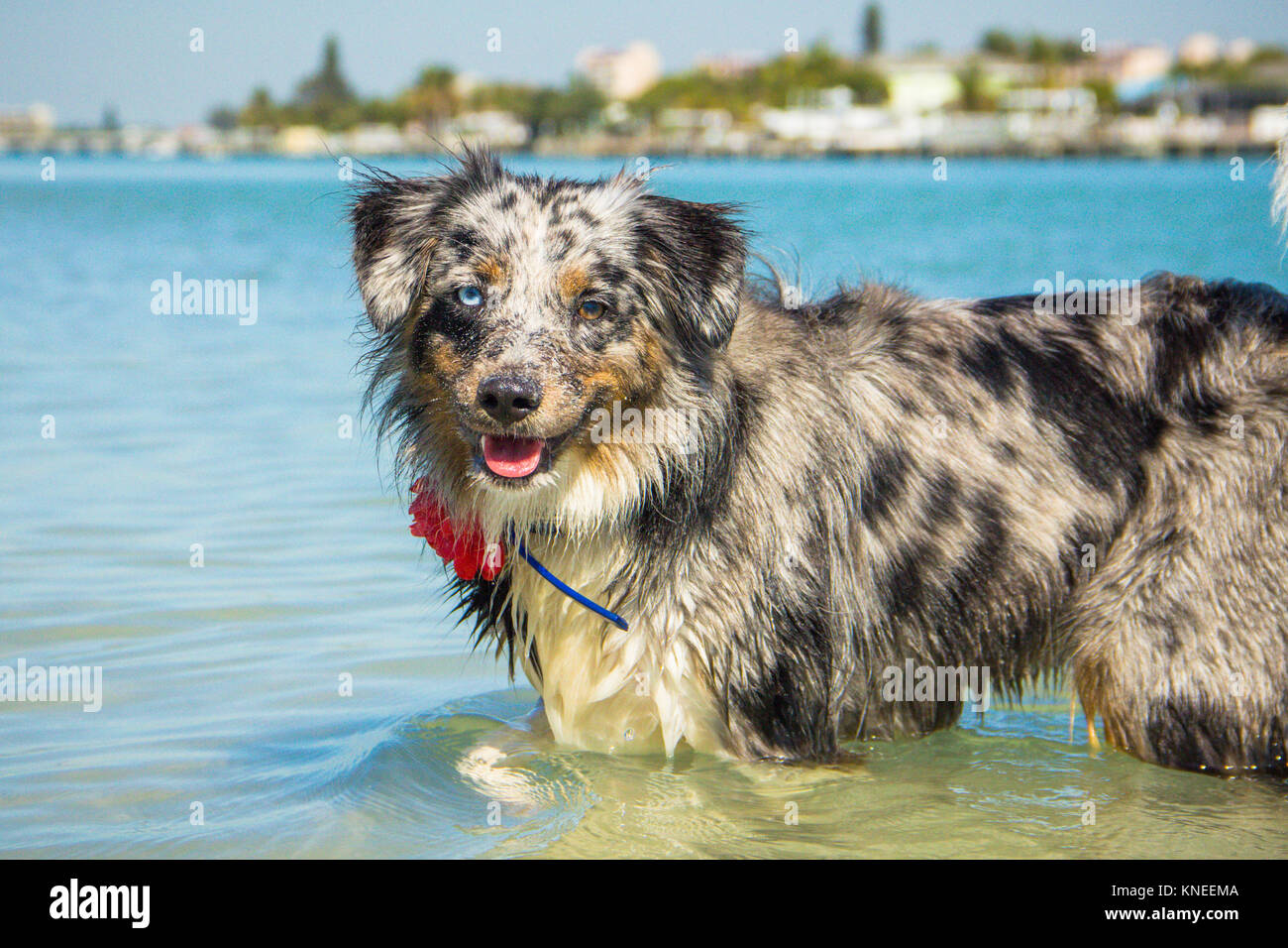 Miniature Australian Shepherd standing dog in the sea Stock Photo