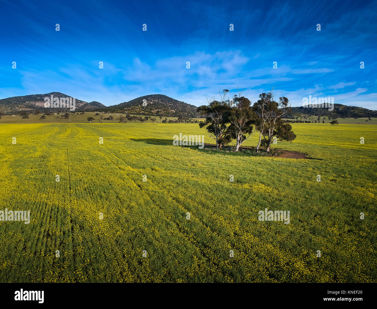 Trees in a canola field, Victoria, Australia Stock Photo Alamy