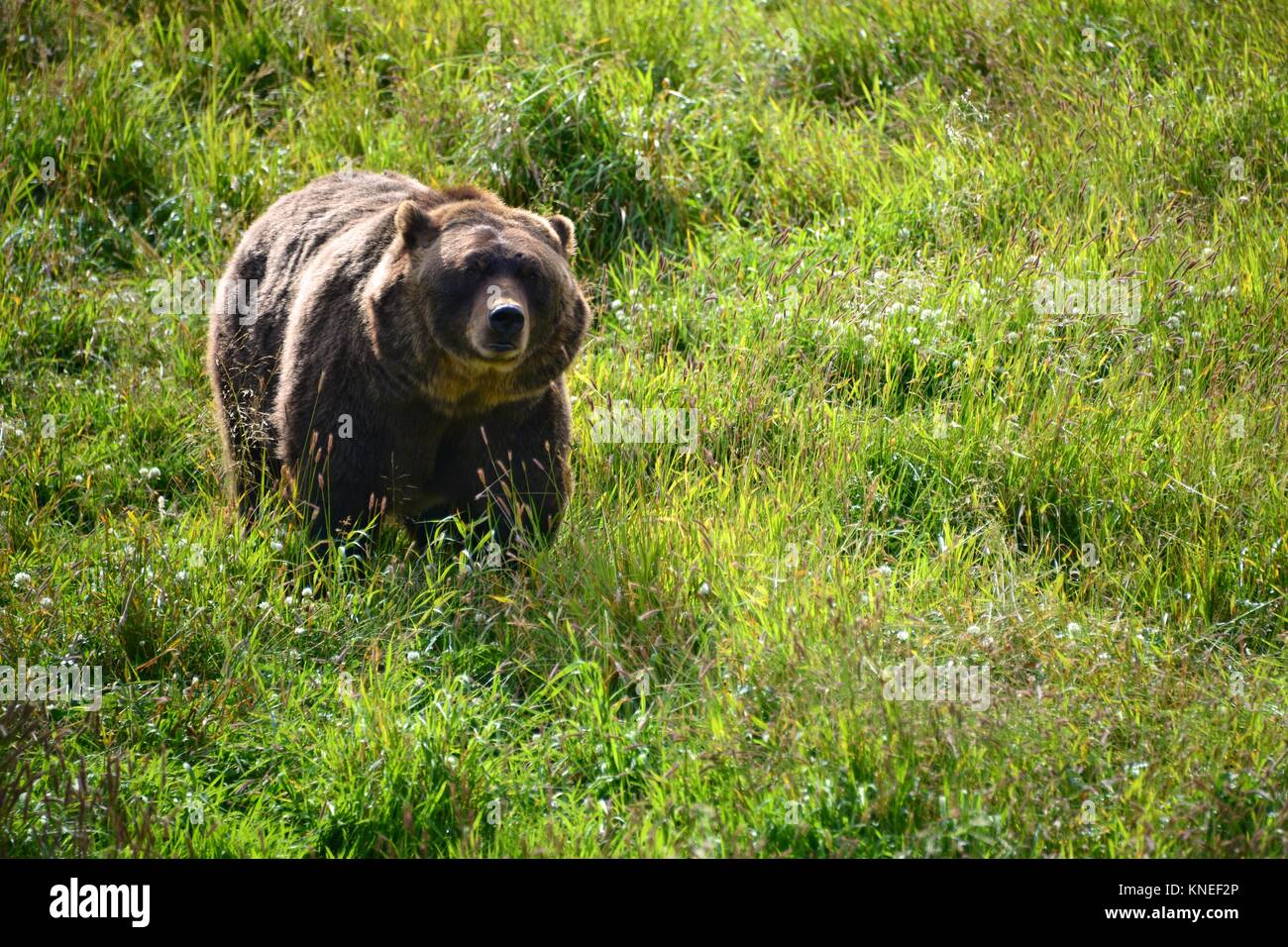 Grizzly bear in wilderness, Anchorage, Alaska, United States Stock Photo