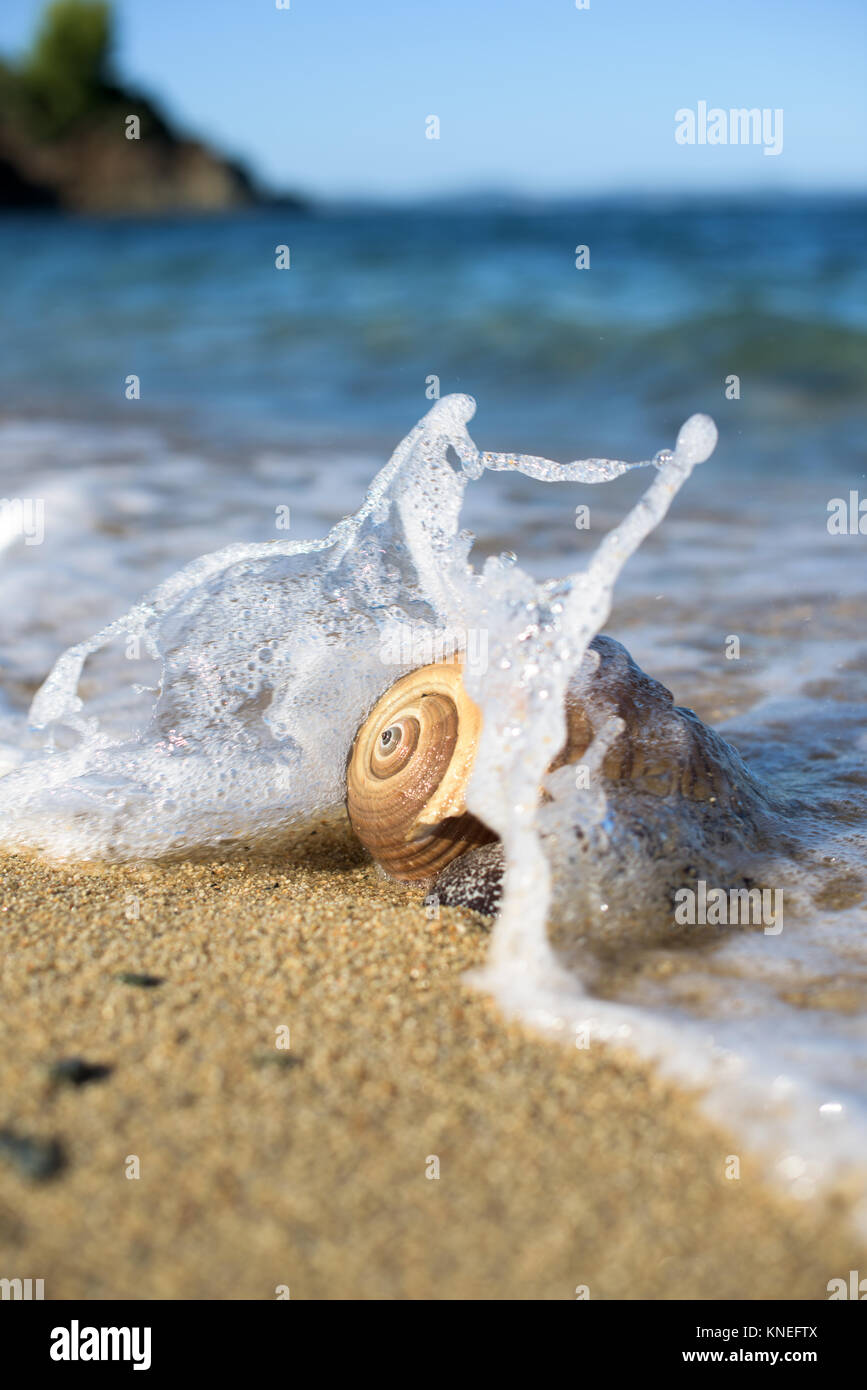 Ocean lapping against sea shell on the beach Stock Photo