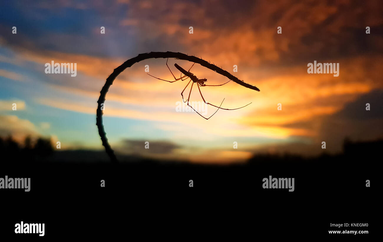 Silhouette of a spider at sunset, Gorontalo, Indonesia Stock Photo - Alamy