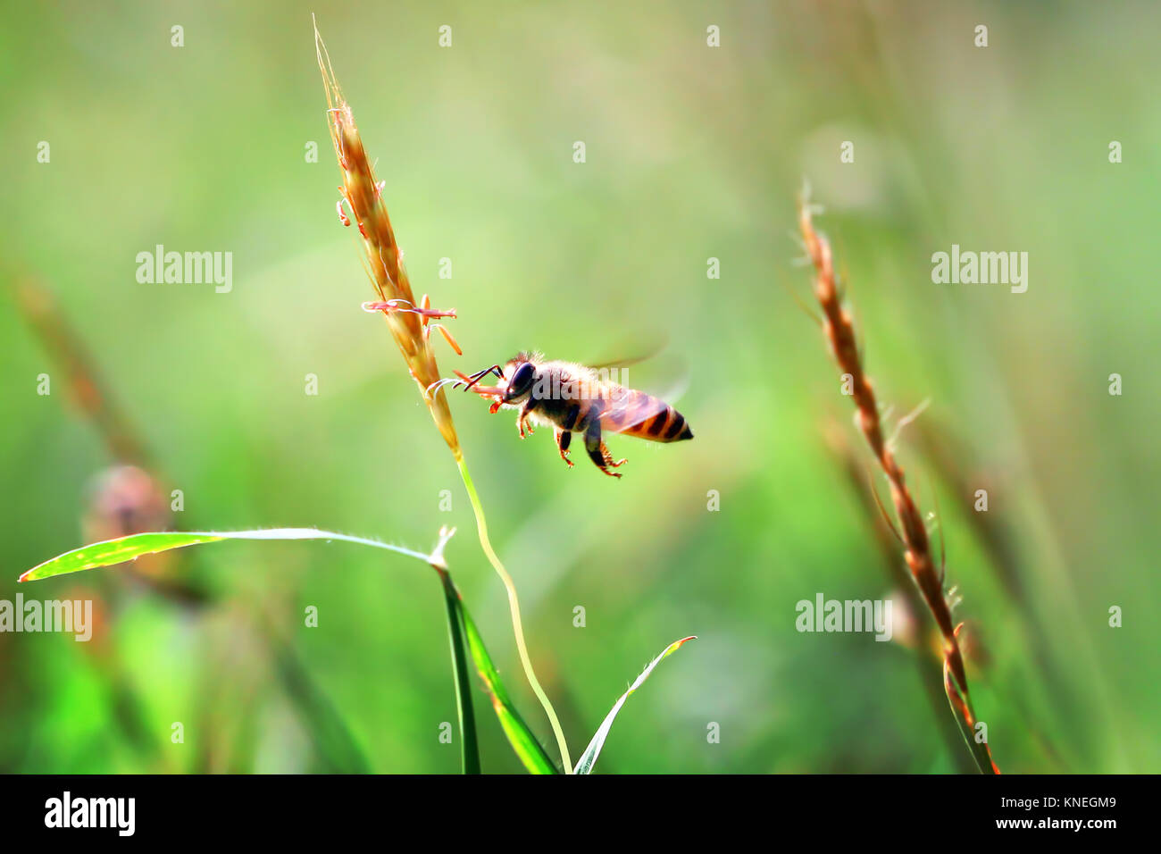 Honey bee hovering by a blade of grass Stock Photo