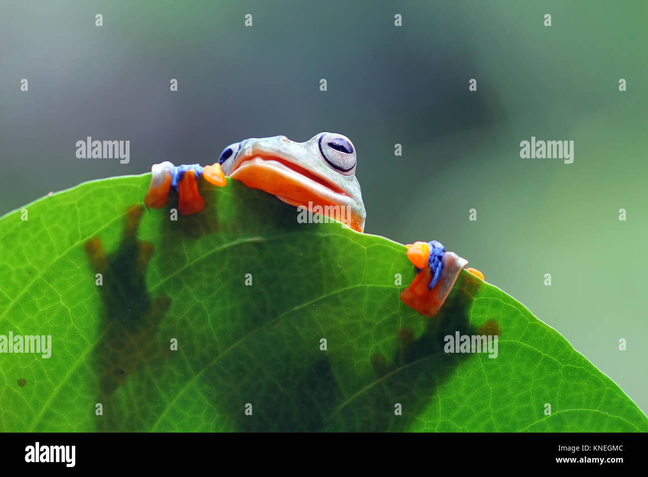 Tree frog (Rhacophorus reinwardtii) on a leaf Stock Photo - Alamy