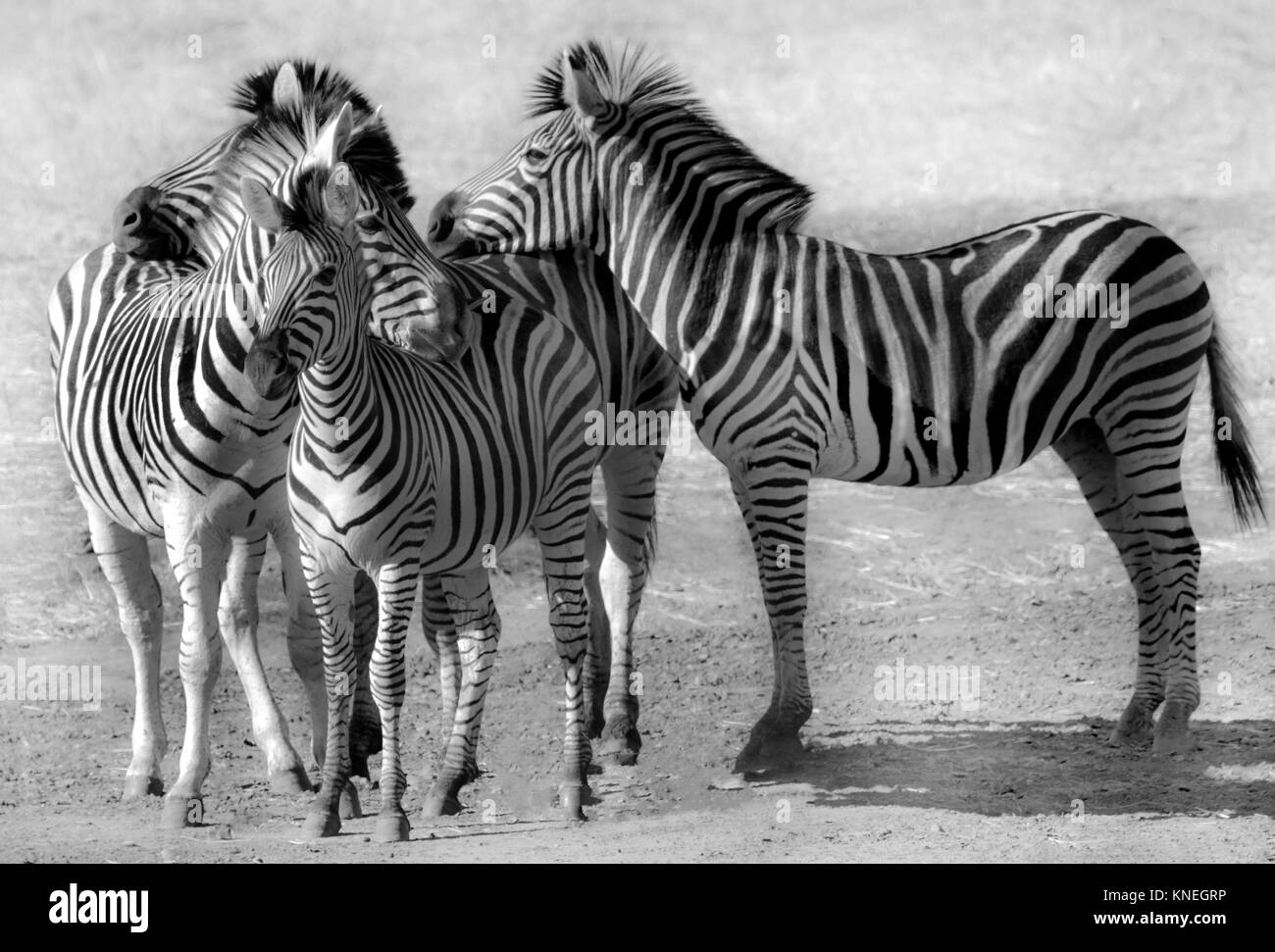 Four zebra nuzzling, Limpopo, South Africa Stock Photo