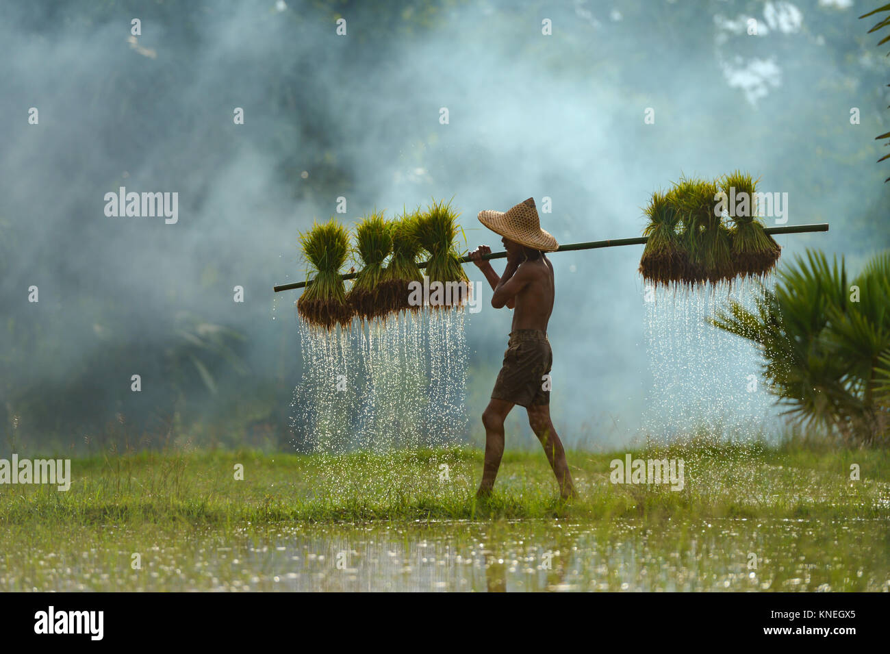 Farmer walking through a paddy field carrying rice plants, Thailand Stock Photo