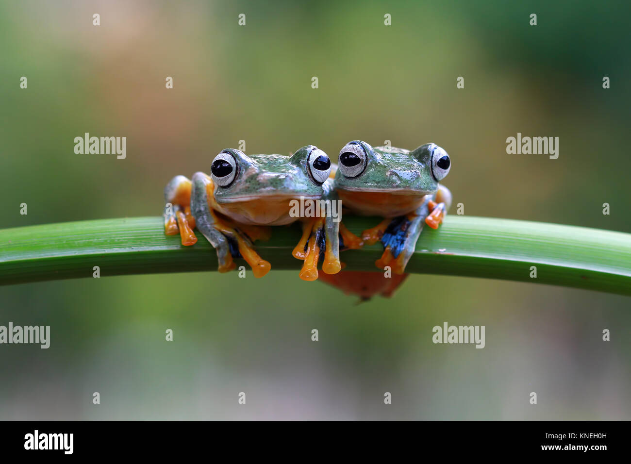 Indonesia two hi-res stock photography and images - Alamy
