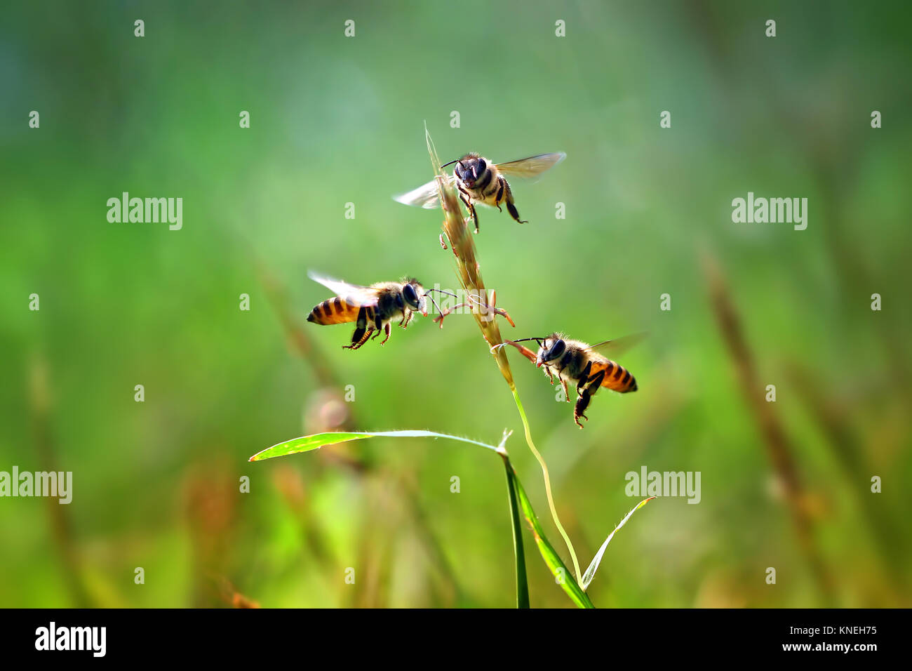 Three honey bees hovering by a blade of grass Stock Photo