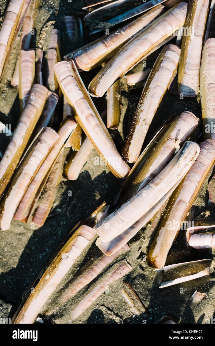 Razor clams beach hires stock photography and images Alamy