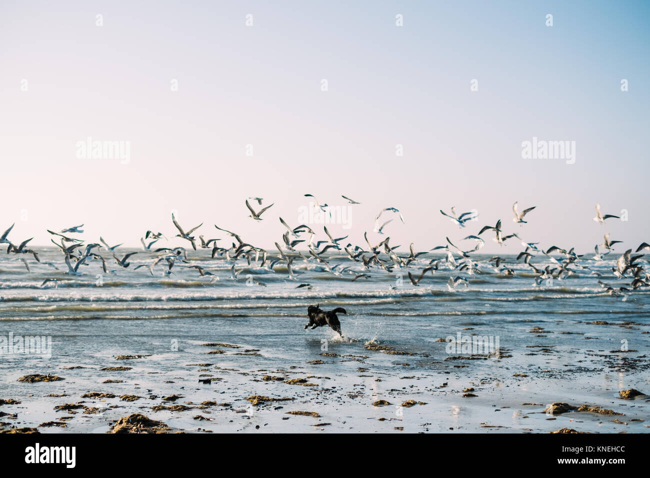 Dog running on beach chasing a flock of birds, IJmuiden, Holland Stock ...