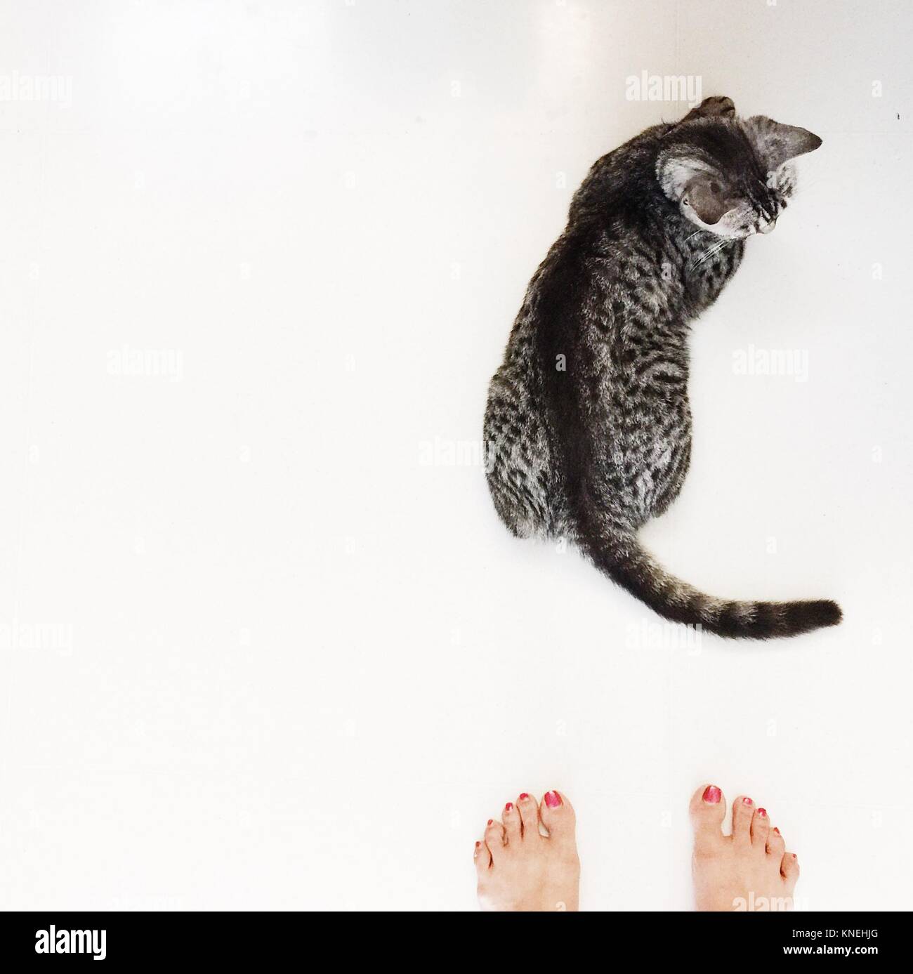Overhead view of a woman's feet next to an American shorthair cat Stock Photo
