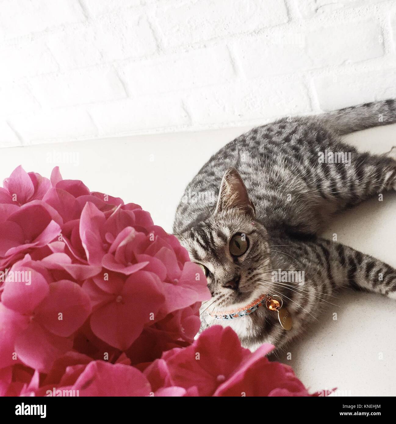 American shorthair Cat lying next to Hydrangea flowers Stock Photo