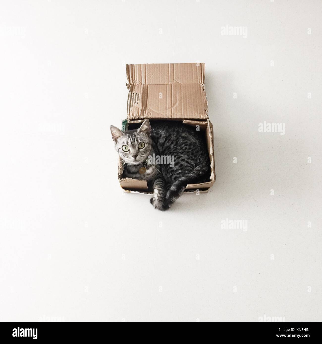 American shorthair cat lying in a cardboard box Stock Photo