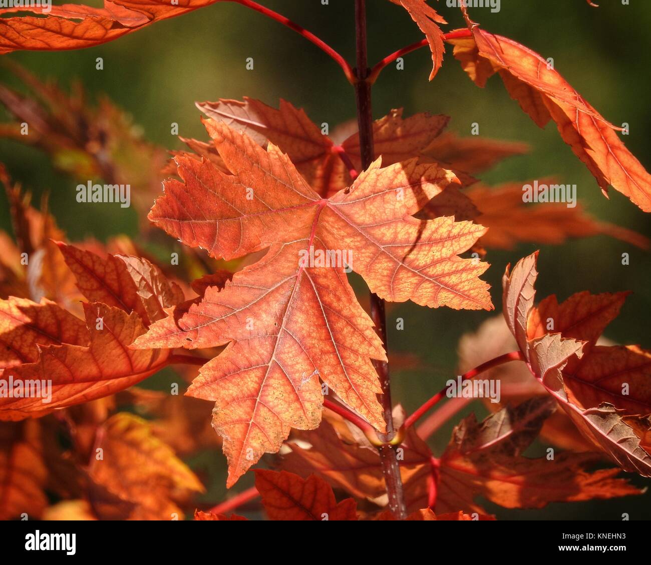 Close-up of autumn maple leaves, Colorado, United States Stock Photo