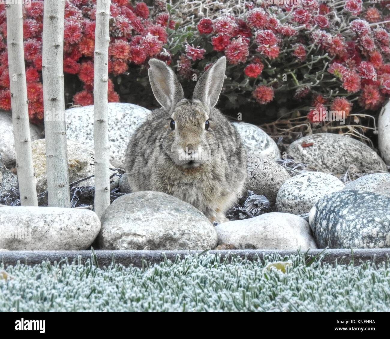 Rabbit sitting in a garden in the winter Colorado, United States Stock Photo