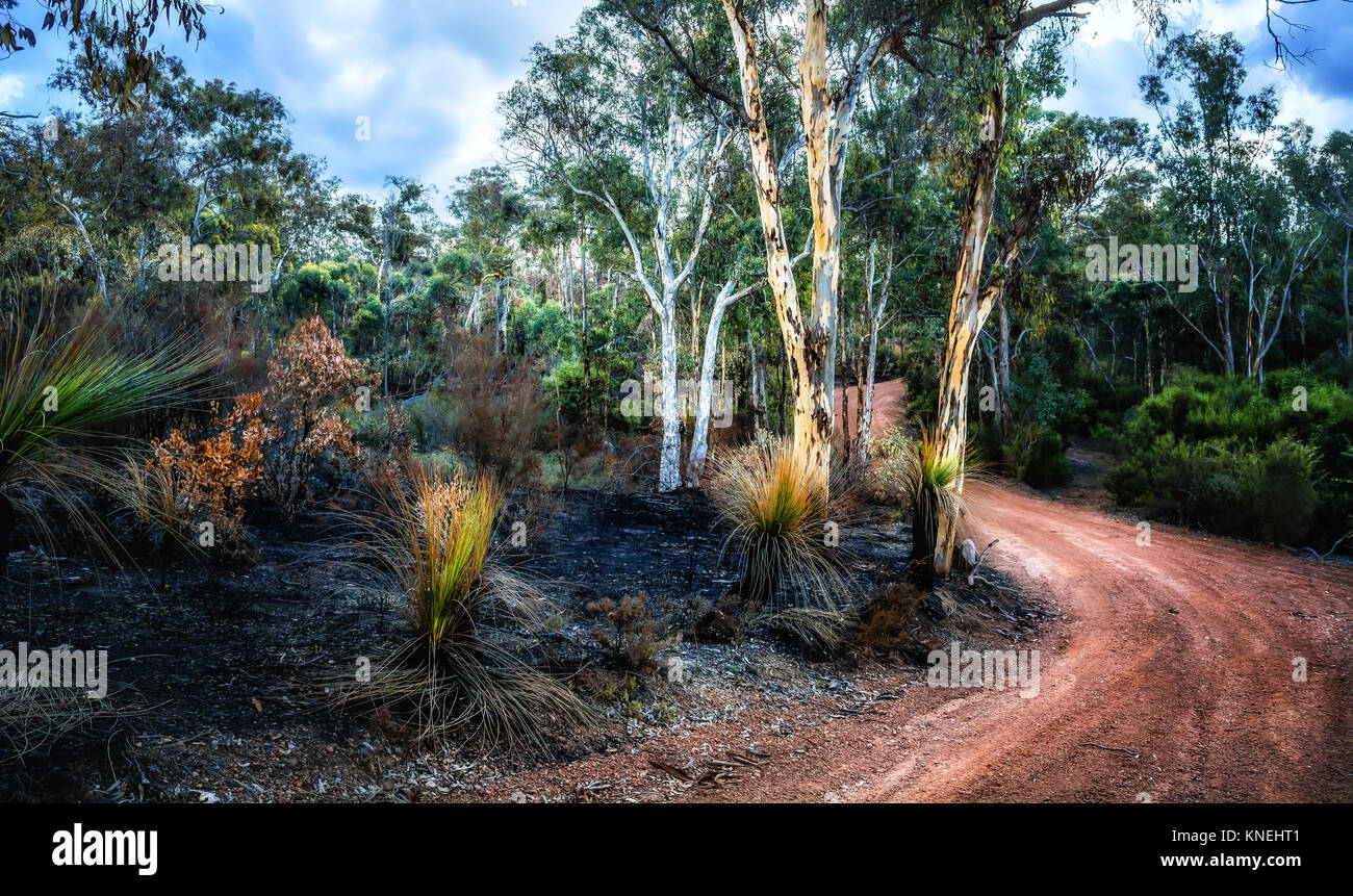 Forest after a fire, Avon valley National Park, Morangup, Western Australia, Australia Stock Photo