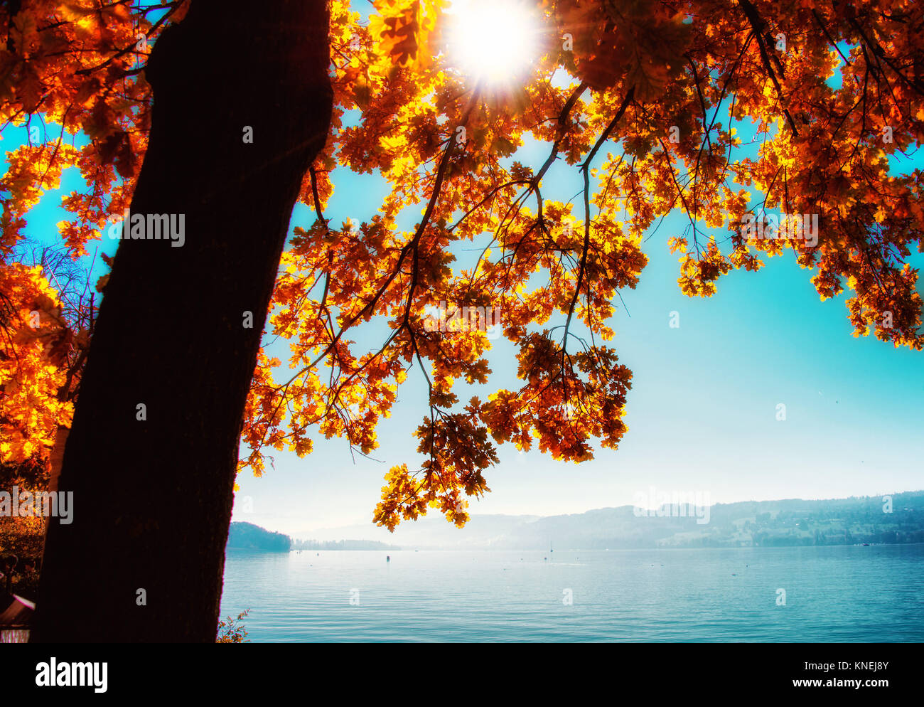Autumn tree by Lake Hallwil, Aargau, Switzerland Stock Photo