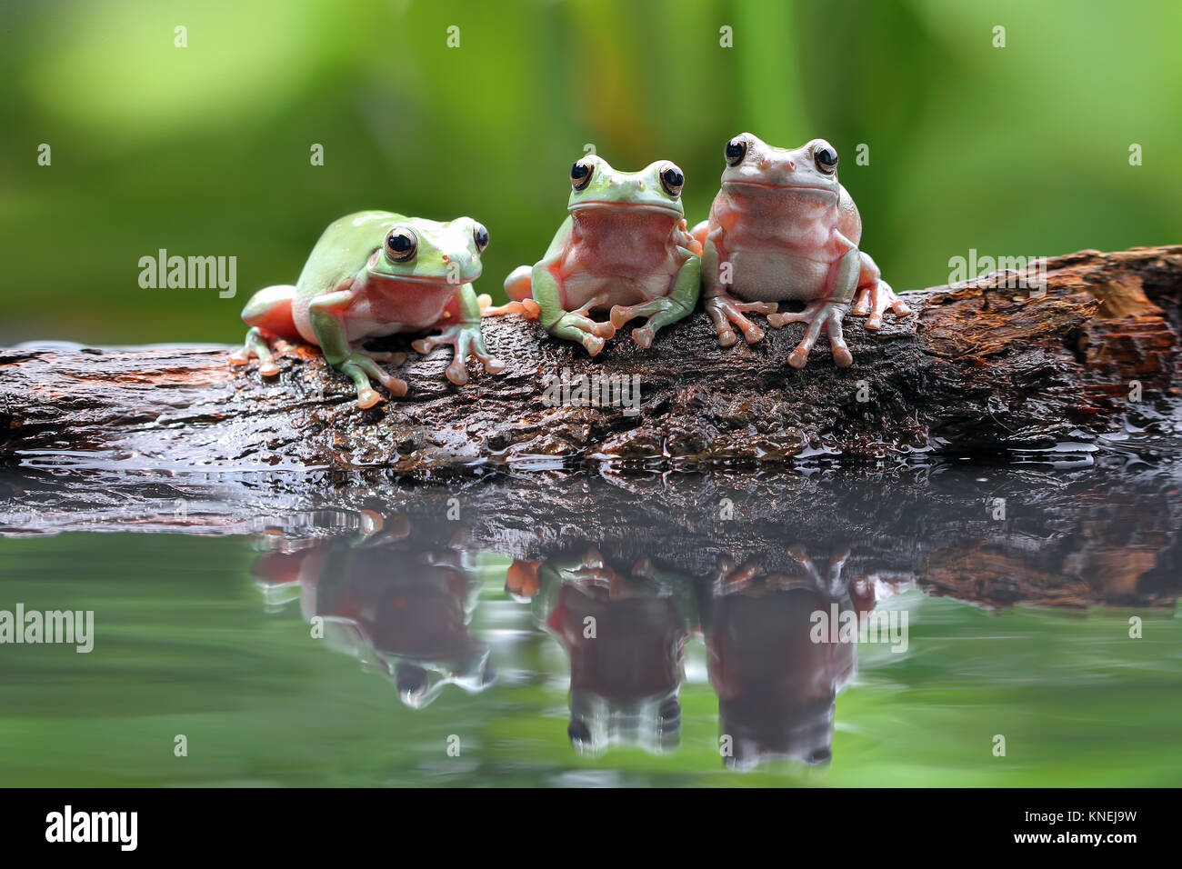 Three dumpy tree frogs on a branch by a pond Stock Photo