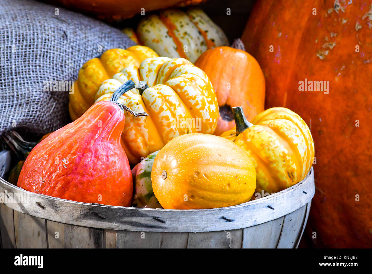 Selection of pumpkins and squash Stock Photo - Alamy
