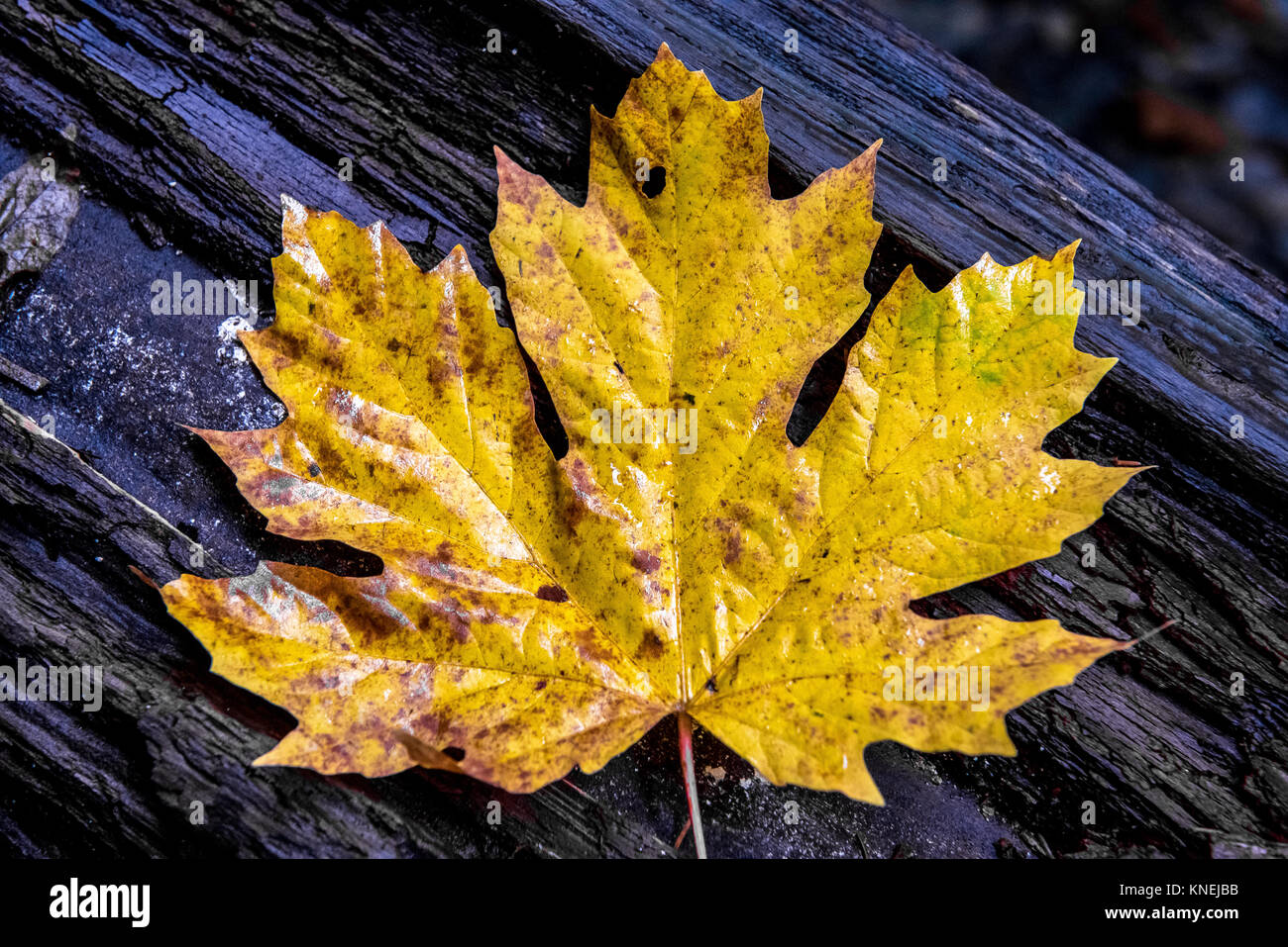 Autumn leaf on a tree trunk Stock Photo