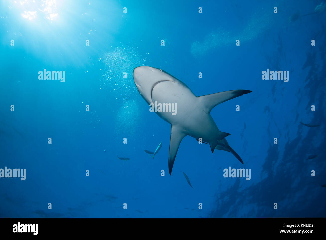 Blacktip shark swimming underwater, KwaZulu-Natal, South Africa Stock Photo