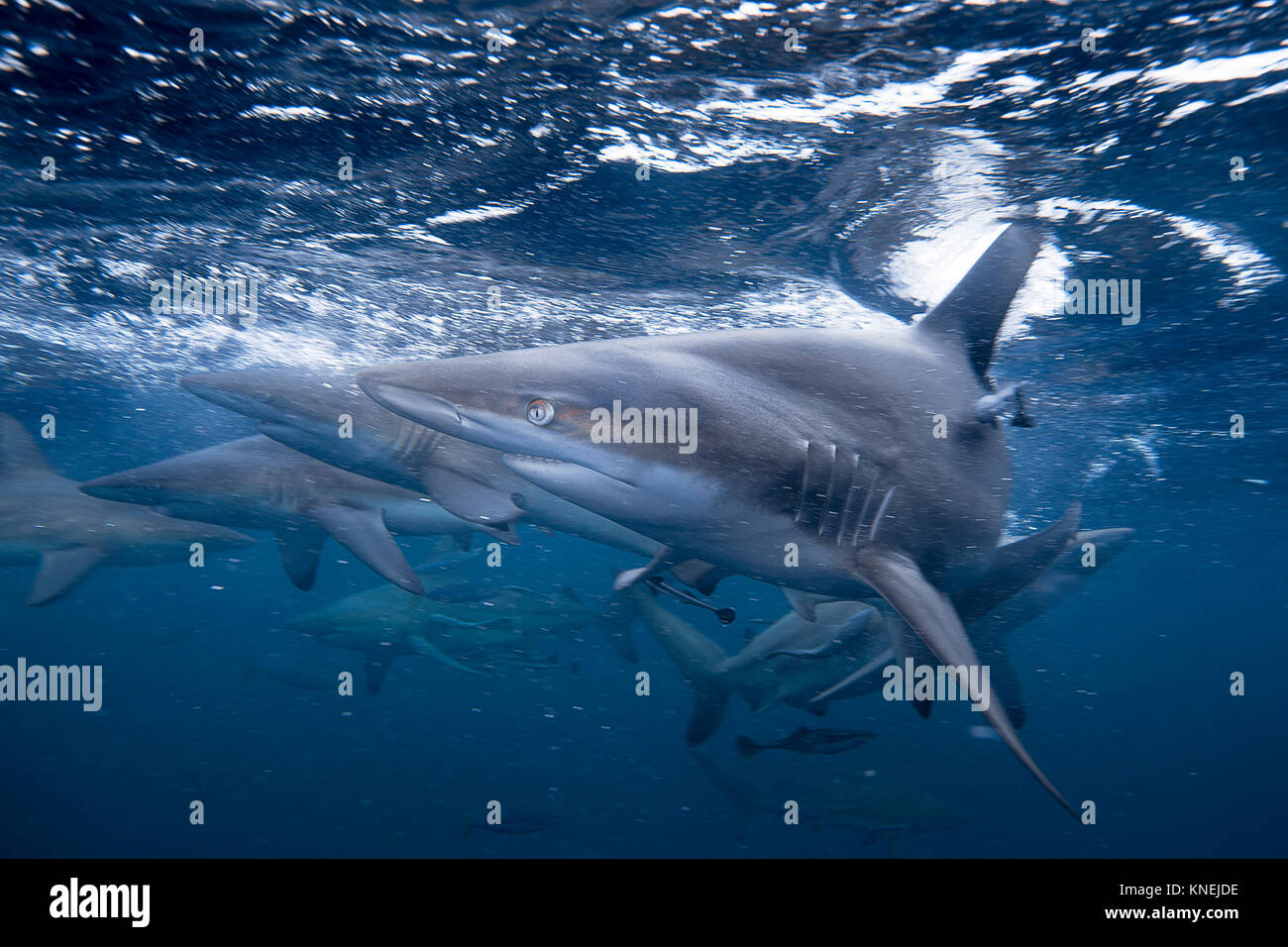 Group of Blacktip sharks swimming in ocean, KwaZulu-Natal, South Africa Stock Photo