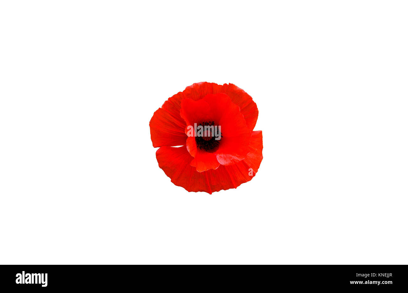 Red poppy flower isolated on white background, top view Stock Photo - Alamy