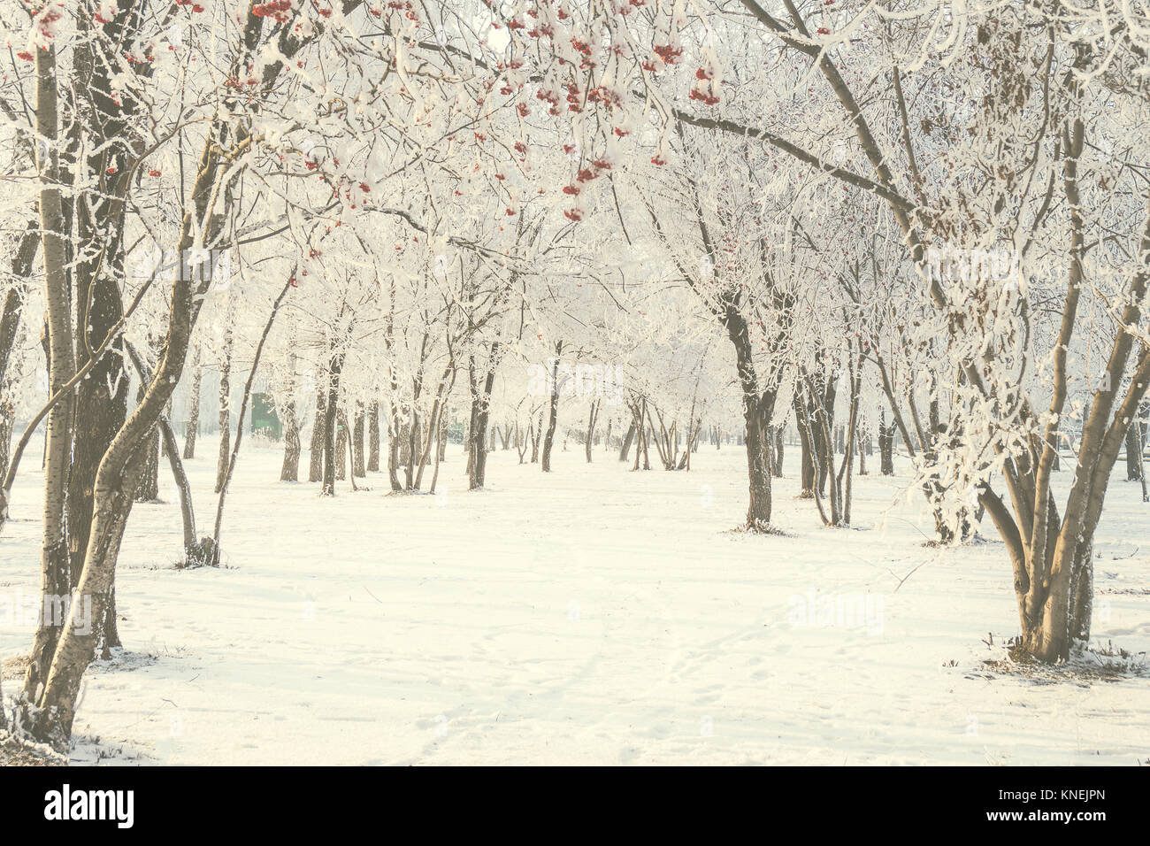 Winter walk through the snow-covered city park between Stock Photo