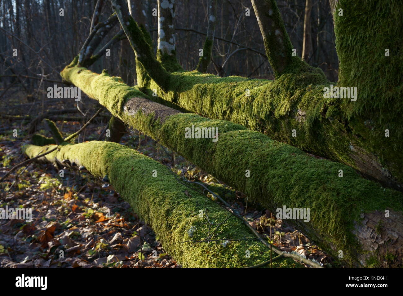 Tree trunk covered by lush green moss in autumnal forest with  dry leafs on a ground. Stock Photo