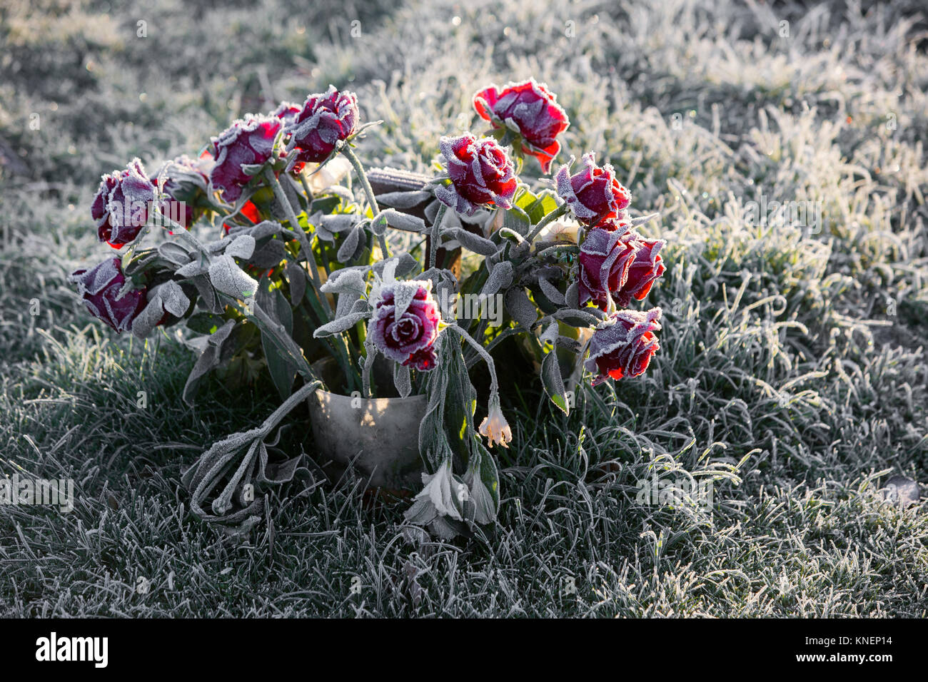 Wilting cut roses on grass hires stock photography and images Alamy