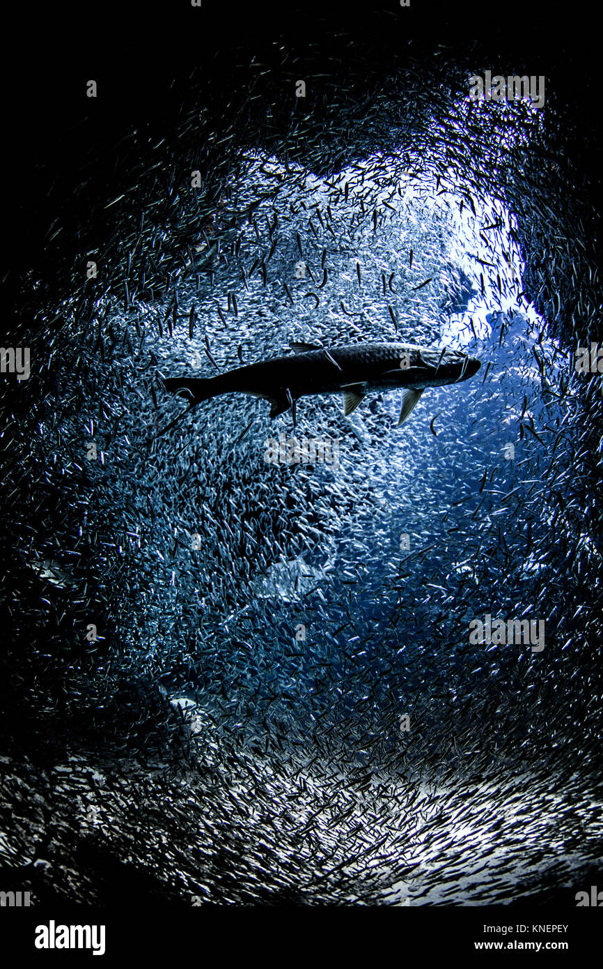 Fish near mouth of underwater cave Stock Photo