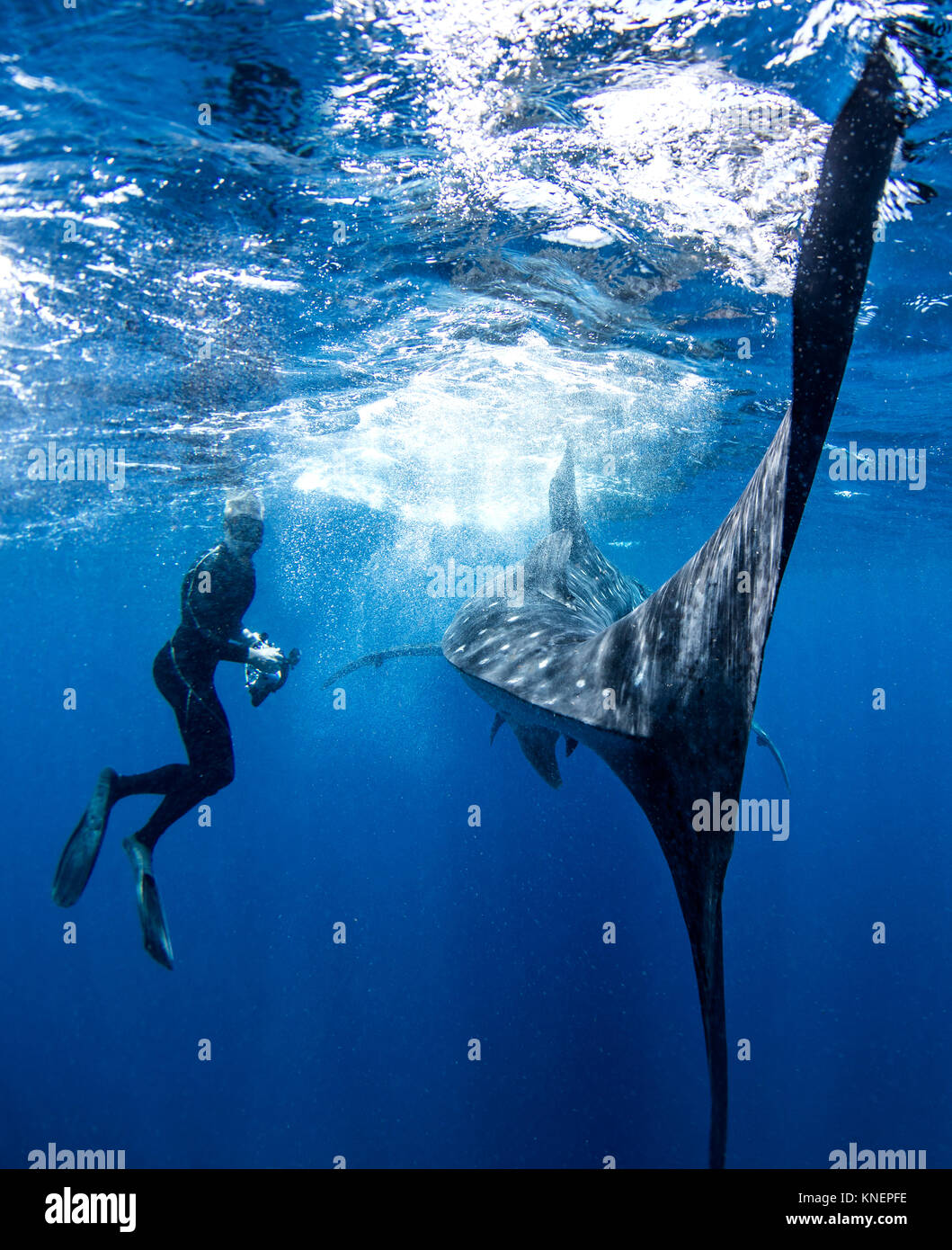 Diver alongside whale shark Stock Photo - Alamy