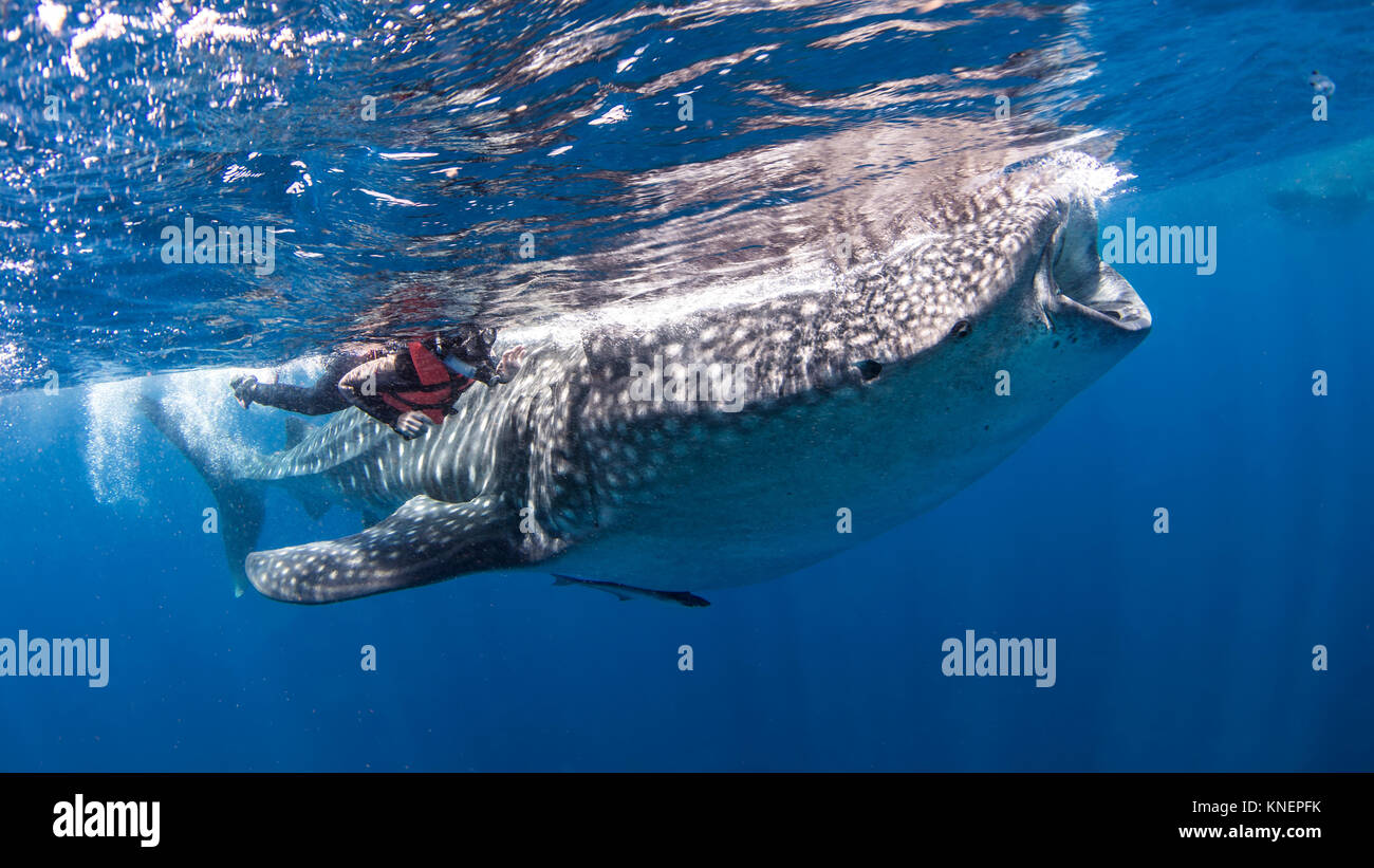 Diver alongside whale shark Stock Photo - Alamy
