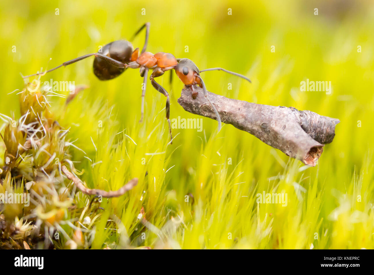 Wood ant (Formica rufa) carrying twig. Dorset, UK Stock Photo Alamy