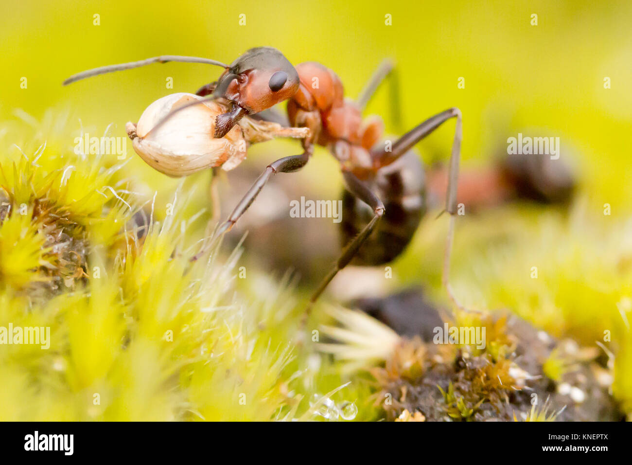 Wood ant (Formica rufa) carrying heather seed. Dorset, UK Stock Photo
