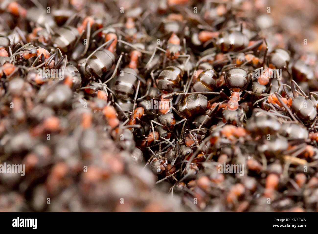 Wood ants (Formica rufa) gathered at nest entrance. Dorset, UK Stock