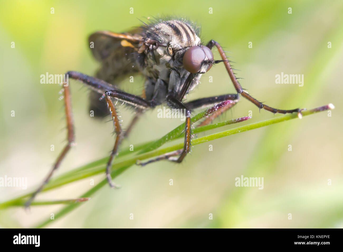 Dagger fly (Empididae) on calcareous grassland.  Surrey, UK. Stock Photo