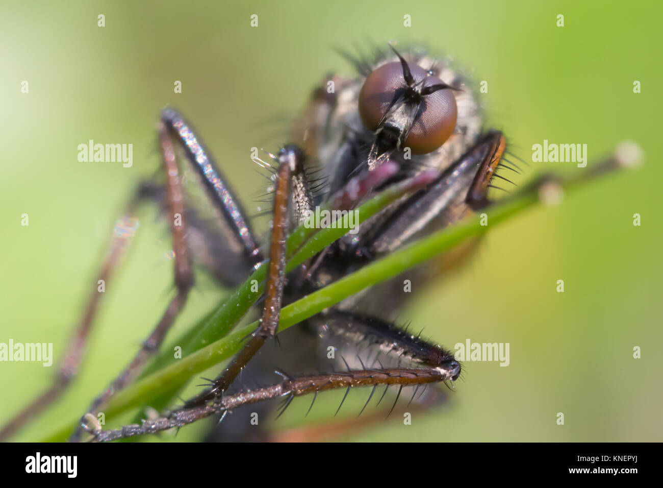 Dagger fly (Empididae) on calcareous grassland.  Surrey, UK. Stock Photo