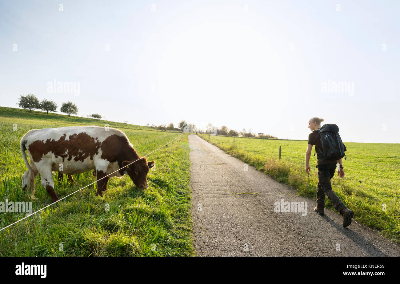 Hiker passing cow, Meerfeld, Rheinland-Pfalz, Germany Stock Photo