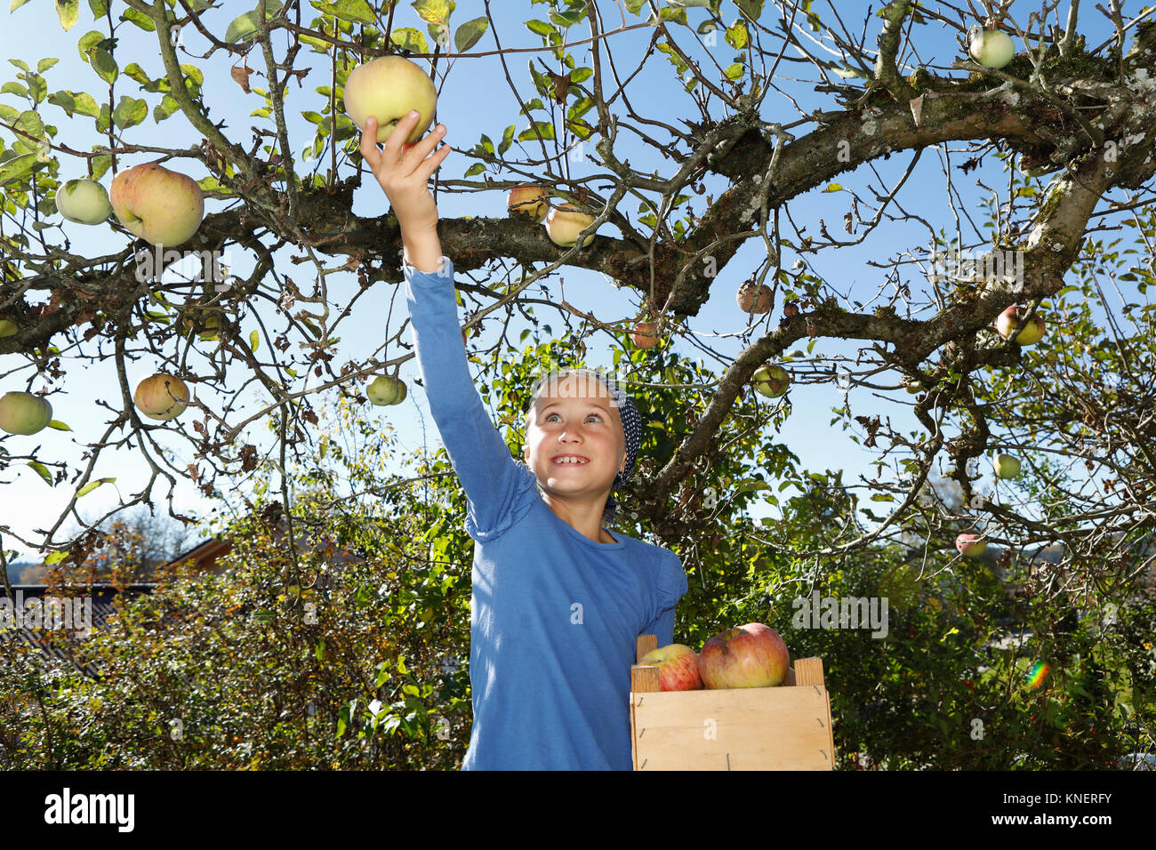 Young girl picking apple from tree Stock Photo