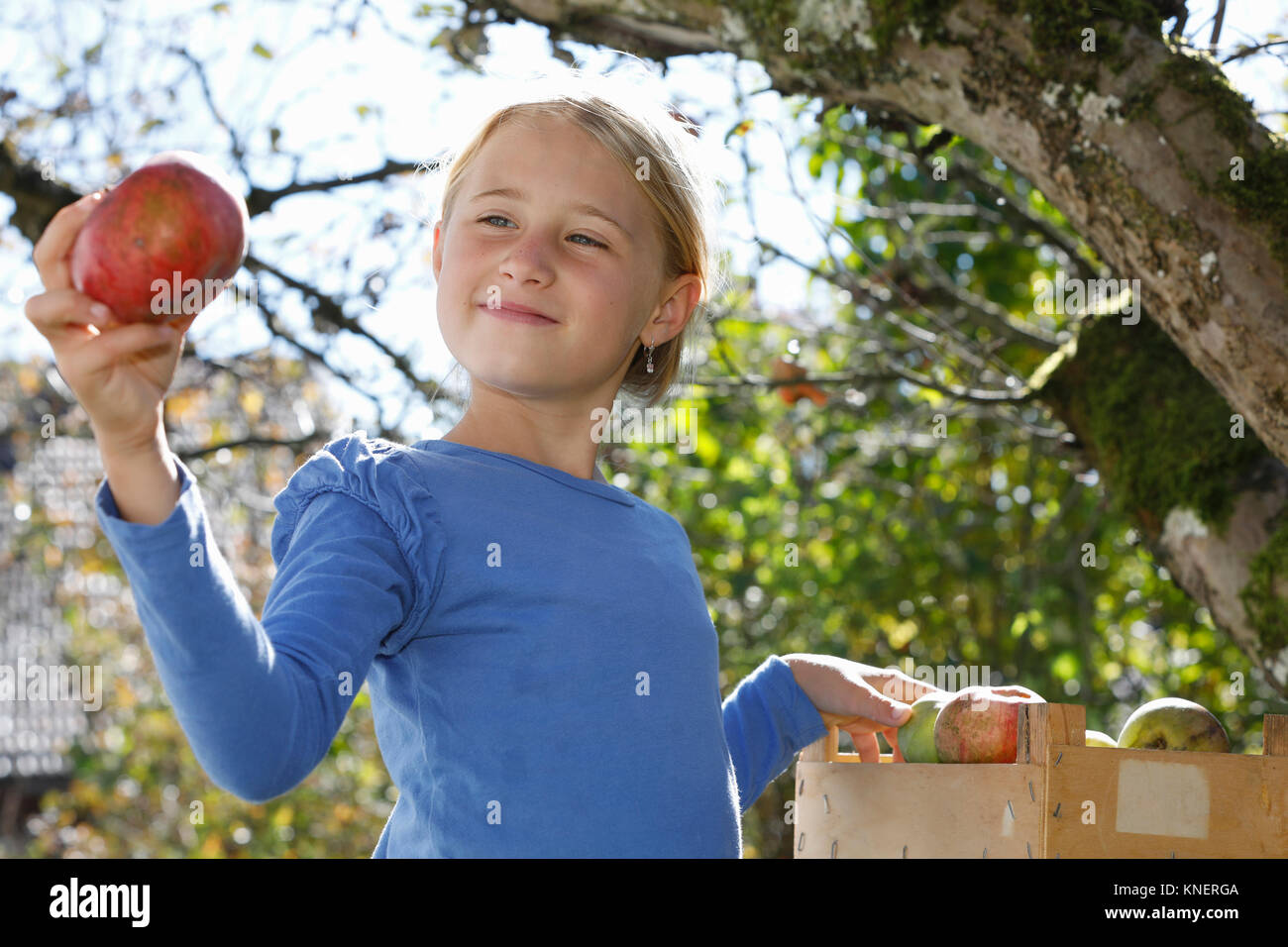 Young girl picking apples from tree Stock Photo