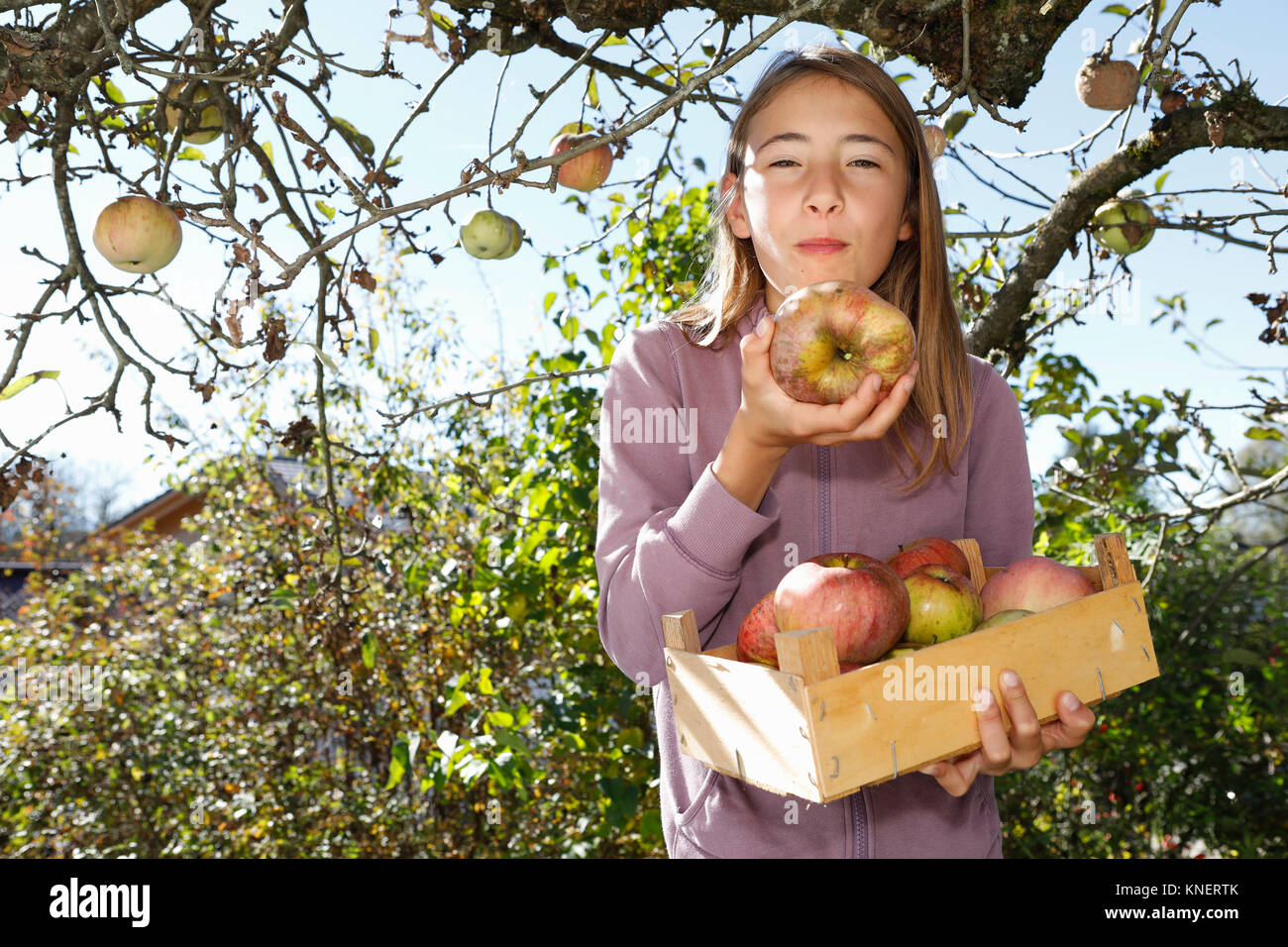 Young girl holding box of freshly picked apples Stock Photo